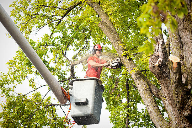 Luling, TX Tree Removal Company